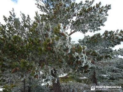 Siete Picos - Parque Nacional Cumbres del Guadarrama;excursiones en madrid rascafria las presillas